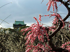 ｏ●梅の花見●ｏ 大阪城公園