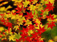 鶏足寺（旧飯福寺）の紅葉　もみじ参道で錦秋に包まれる　/滋賀県伊香郡木之本町