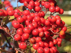 北信州の旅　−２　栂池高原・栂の森の紅葉