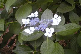 2003梅雨、名古屋の官庁街の紫陽花並木：ガクアジサイ、セイヨウアジサイ