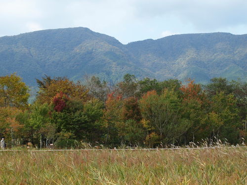 立秋の頃　パステル画　箱根湿性花園 季節の花 秋|箱根湿生花園【公式】