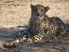 南部アフリカ９日間＝クルーガー国立公園＝ジープサファリ②