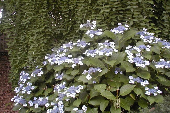 梅雨の頃の鶴飼公園です。花菖蒲の花が終わりに近づき、紫陽花が満開を迎える季節でした。