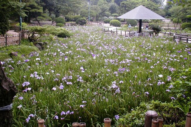 2003梅雨、鶴舞公園の紫陽花と花菖蒲(2：完)：花菖蒲園、バラ園、奏楽堂、鈴菜橋