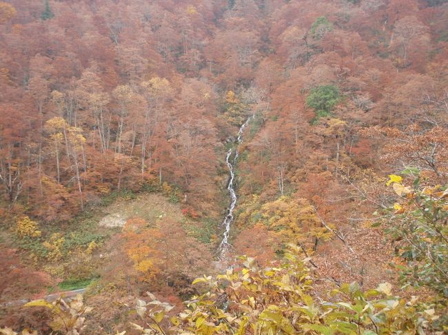 有峰湖までドライブに行ってきました。<br />メインルート（小見線）は、土砂崩れのため通行止めだったので、小口川線でのルートになりました。料金所で１８００円を払いいざ山道へ。<br />紅葉は見ごろで、もう一週早くても良かったかもしれません。<br />有峰湖では、レストラン有峰で山菜そばを食べましたが、１３：３０ごろはいったためか、他のメニューは品切れでした。