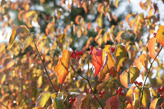 紅葉までまだ早いし、といってどこか植物園はないかと京都府のホームページを探していたらありました。とにかく総面積１２平方メートルという広さの中、ゆっくりボチボチ歩いて散策。アスファルトの道以外にも、木立の下の落ち葉の道、草の道等、自然に近い形で接する事ができて、たいへん癒されました。散策していて気がついたのですが、園内を高架橋で山陰本線が通ります。ここって鉄ちゃん（車両鉄）だったらいいポイントしています。単線部分ですので、速度は速くないので、車両を撮るにはいいですね。