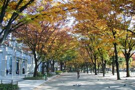 2001秋、白川公園の黄葉：名古屋市科学館、名古屋市博物館、欅並木の黄葉