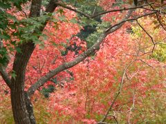 紅葉間近の花山院と城山運動公園