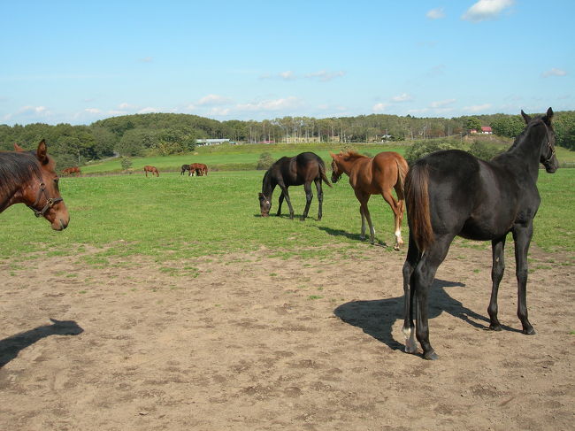 十数年前から大好きな元競走馬に会いに北海道に行ってきました。<br /><br />目当ての馬以外にも、たくさんの馬たちに触れ合うことができ<br />とても癒され、充実した旅になりました