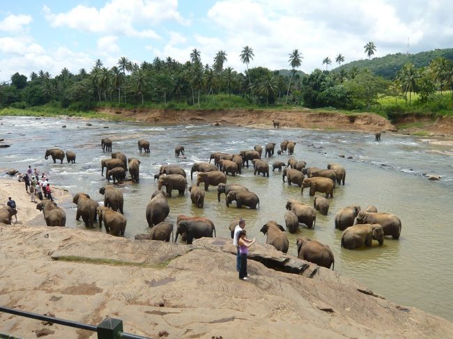 キャンディ郊外とガイドブックに記載がありますが、<br />キャンディから1時間かかります。<br />距離にして約30km。<br />郊外と言うにはちょっと遠い象の孤児院。<br /><br />ピンナワラの象の孤児園。<br />Pinnawala Elephant Orphanage<br /><br />入口で入場料を払います。<br />大人1,000ルピー（約800円）です。 <br />どうもスリランカには外国人料金が存在するみたいです。<br />ビデオカメラ持ち込み料は、プロ用（商売用かな？）が<br />1,500ルピー（約1,200円）、一般用が500ルピー（約400円）<br />です。<br /><br />＜注＞<br />入場券売り場の貼り紙によると、2009年10月1日より<br />大人2,000ルピー（約1,600円）<br />小人1,000ルピー（約800円）に入場料が改訂されるとの事。<br />2倍になるなんてどういうこと？？？<br /><br />ここは動物園ではありません。<br />ここにいる象は約60頭。<br />ジャングルで保護された象から、ここで生まれた象まで<br />色々な境遇で育った象がいます。<br /><br />傷を負った象や足が欠けた象もいます。<br /><br />ですから、そっと見守るようにご覧くださいね。<br /><br />なお、園内及び周辺にはバナナ売りのおじさんがいて、<br />バナナを買って象にあげることができます。<br /><br />象を遠巻きに見ていると、象使いのお兄さんやおじさんが<br />しきりにこっちに来いと手招きしています。<br />寄って行くと、写真を撮ってやると言われ、最後はチップを<br />要求されます。<br /><br />でも、これも彼らの生活の為だし、象のそばで写真を撮れる<br />なんてそうそうありませんから、オススメです。<br /><br />ここのスケジュールは、<br />08:30　開園<br />09:15　子象にミルク<br />10:00　近くの川に出発<br />12:00　川から園内に戻る<br />13:15　子象にミルク<br />14:00　近くの川に出発<br />16:00　川から園内に戻る<br />17:00　子象にミルク<br />17:30　チケット売り場終了<br />18:00　閉園<br />となっています。<br /><br />近くの川へは、園内からいったん外に出て、<br />道路を渡り、川までの道を行進。<br />川にて水浴びとなります。<br /><br />入場券は園内（Orphanage）と川（River）と<br />右側にパンチを入れるようになっており、<br />園内と川を行き来できます。<br /><br />動物園も素晴らしいですが、ここの孤児院も素晴らしいと<br />思いました。