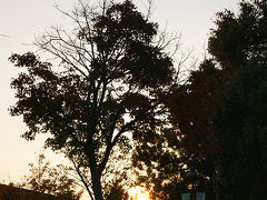 奈良公園の紅葉