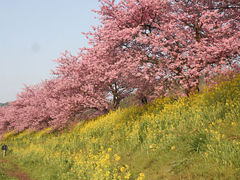 下賀茂の南桜まつり