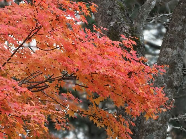 一昨年・昨年に引き続き三度目になる函館。<br />今回は両親を連れての一泊二日の旅となりました。<br />親孝行も兼ねているので宿はやや豪華にし、<br />また、なるべく楽をしてもらおうと、レンタカーを借りました。<br />函館～大沼近辺は丁度紅葉がキレイな時期でしたが<br />一日目は生憎の曇り。その夜には台風の影響で雨。<br />でも二日目は午後までは雨の予報だったのにもかかわらず晴れ。<br />なんとか晴れ男の面目を保つ事が出来ました(笑)<br />今回は新規購入した「FinePix S200EXR」のデビューとなりましたが<br />使い勝手がイマイチよく分からず<br />写真は上手く撮れなかったような気がします。<br /><br />一回目の函館旅行　↓<br />http://4travel.jp/traveler/rossini/album/10306143/<br />http://4travel.jp/traveler/rossini/album/10306152/<br /><br />二回目の函館旅行　↓<br />http://4travel.jp/traveler/rossini/album/10305558/<br />http://4travel.jp/traveler/rossini/album/10305582/