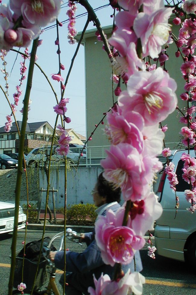 2005春、名古屋市農業センターの枝垂れ梅(1)