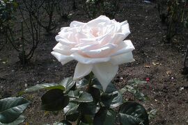 2003秋、鶴舞公園の秋薔薇：リオサンバ、ロイヤル・ハイネス、マイダスタッチ