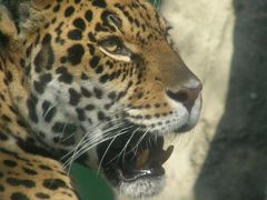 2009年10月関西　その４　天王寺動物園