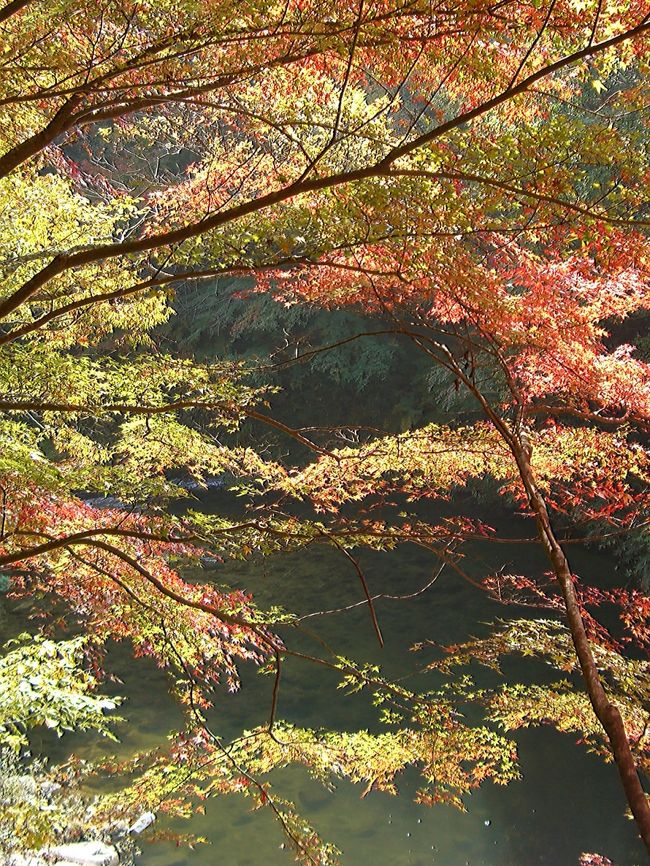 この４トラのブログでも今月になってから数多く目にするようになった紅葉ですが、岡山の方もここにきてやっと見頃を迎えるようになりました。<br />鳥取県境にも程近い中国山地の山奥で美作３湯のひとつ奥津温泉のある奥津渓からの紅葉状況をお伝えします。<br /><br />名勝奥津渓谷は奥津温泉から大釣温泉付近にかけての約３キロの渓谷で、清流が花崗岩をえぐり、甌穴［おうけつ］や滝など変化に富んだ景観をつくり出しています。<br />その奥津渓は、天狗岩の奇岩、女窟の断崖、琴渕白渕の甌穴群、鮎返しの滝、笠ヶ滝、般若寺の太子岩、石割桜などの八景からなっています。<br /><br />もみじ祭りが始まるのは今週末の３１日から来月の１５日（日）迄の期間です。詳しくは下記へお問い合わせ下さい↓<br /><br />http://www.town.kagamino.lg.jp/kanko/press/20091013.pdf<br /><br />奥津温泉観光協会　　　　&#9742;０８６８−５２−０６１０<br />鏡野町奥津振興センター　&#9742;０８６８−５２−２２１１<br /><br />●紅葉情報：岡山県立森林公園<br />http://4travel.jp/traveler/comeva/album/10394760/<br /><br />◆晴れの国　岡山　『観光かわら版』◆<br />http://4travel.jp/traveler/comeva/album/10432651/<br /><br />◆晴れの国　岡山map◆<br />http://waiwai.map.yahoo.co.jp/map?mid=KPuHK1HEmNHv1I_rG3Uk39lKoqiLoPVY7g-- 