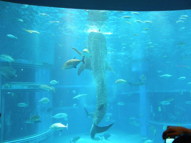 天王寺動物園から海遊館に移動。<br /><br /><br />海遊館はいい施設で多くの種類がいますが、<br />食事タイムなどもう少し見せ方を考えたほうがいいのでは？<br />説明もなくただえさをあげているだけ。<br />終了したこともわからないことも。<br />