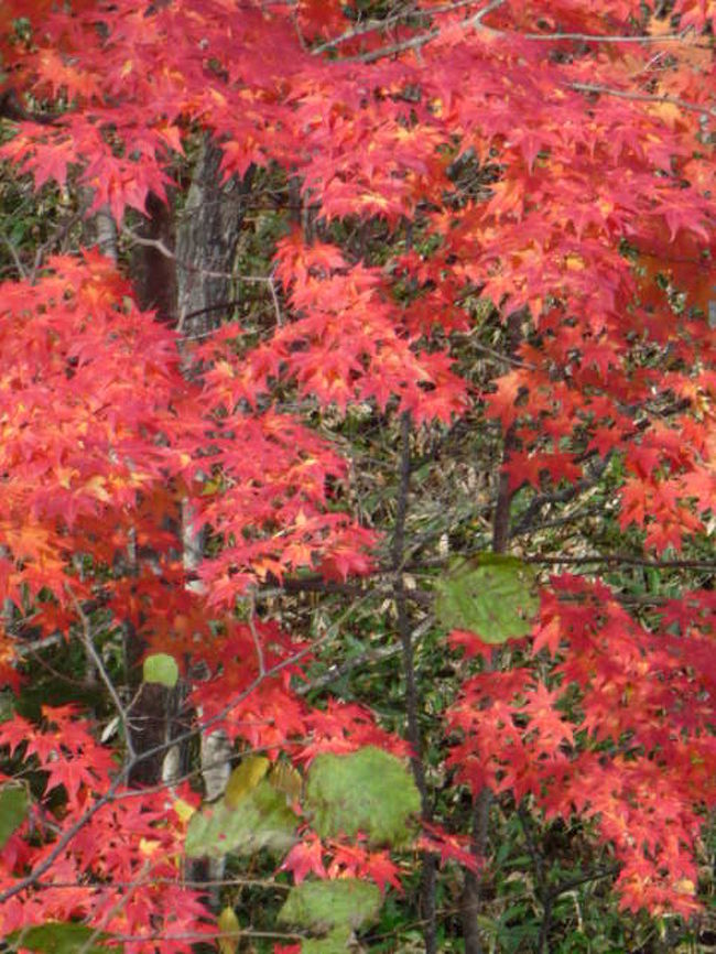<br />2009年10月19日（月）<br /><br /><br />糠平湖にやって来て、見事な紅色の紅葉に出会った。<br /><br />その色合いの鮮やかさは、今まで永年出会ってきた紅葉には、一度もなかったもののように思う。<br /><br />「北海道の紅葉は赤くありません」<br /><br />「この辺りの紅葉はもう時期が外れていて、今の季節は南北海道が見ごろです」<br /><br />と言っていたガイドさんの言葉は、どうも客をだまして、サプライズで喜ばそうとするための演出のようである。<br /><br /><br />糠平湖畔の紅葉を堪能したわれわれのバスは、足寄町に向かって出発した。<br /><br />山を下るにつれ、次第に風景は広々と開放的になり、牧場が目立ってくる。<br /><br />十勝の大きな平野が、徐々に眼前に広がりつつあるのだ。<br /><br /><br />足寄と言えば、松山千春の生まれ育った土地である。<br /><br />ふと気づけば、心の深いところで「大空と大地の中で」のメロディが鳴っている。<br /><br /><br />「果てしない大空と　広い大地のその中で」<br /><br />「いつの日か　幸せを　自分の腕でつかむよう」<br /><br />一歩一歩、大地を踏みしめるように・・・。<br /><br />松山千春の声よりも一オクターブ落とし、大地の底から響くがごとくに・・・。<br /><br /><br />「生きることがつらいとか　苦しいだとかいう前に」<br /><br />「野に育つ花ならば　力の限り生きてやれ」<br /><br />この歌は、十勝の自然にしっかり根付いている。<br /><br />感動に、胸の熱さを感じながら・・・。<br /><br /><br />糠平湖から北十勝の大空のもと、足寄に至る沿道写真は、「ソフィさんの旅行記」<br /><br />http://4travel.jp/traveler/katase/<br /><br />をご覧ください。<br /><br />