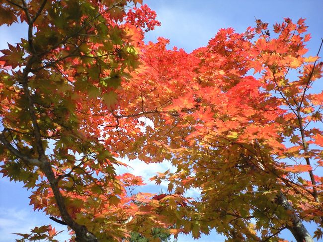 せせらぎ街道の紅葉が見ごろだというので、早速出かける事にしました。今日は秋晴れのよい天気で、出発の前から紅葉した山を想像するだけで楽しくなります。<br />せせらぎ街道は何回も行ったことのある紅葉の名所ですが、丁度見ごろに行くのは難しく、早すぎたり遅すぎたりということもしばしばです。今年は実際に行って来た友人の勧めで行ったので、間違いなく美しい紅葉を楽しむことができました。赤や黄色に染まった山あいの道は、郡上市から高山まで続きます。<br />言葉にできないほどの美しい山々を見られたこと、自然の恵みに感謝です。<br />