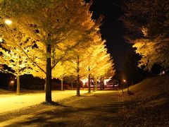 福島市・あづま総合運動公園～イチョウ並木ライトアップ～