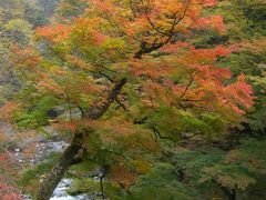 紅葉日帰りドライブ　～埼玉県　中津峡～