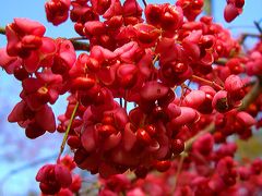 晴れの国　岡山（紅葉情報：岡山県立森林公園）