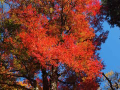 ２００９年の 仙石原のすすき 箱根の紅葉の 情報です