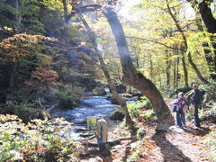 ワンコ連れ東北紅葉・温泉巡り３　奥入瀬