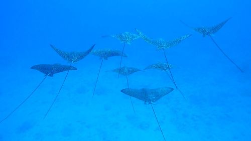 ハワイ、オアフ島 ZXDIVING 2009年8月10日』ホノルル(ハワイ)の