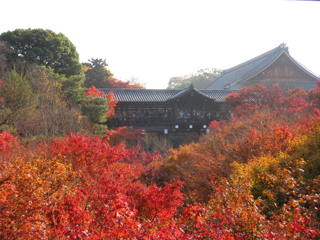 今更ながらですが、去年の京都です。<br />なかなか都合がつかず、もう散ってしまった後だったら<br />どうしようとやきもきしながら出かけましたが、<br />去年は見頃が通年よりちょっと遅めだったらしく、<br />紅葉を堪能することが出来ました。