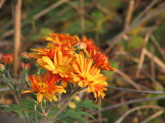 錦なす花の終わりの菊だより（1）草むらや畑の菊を追いかけて