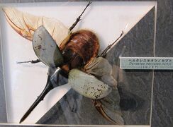 2009秋、名和昆虫博物館(4/4)：マエモンフクロウチョウ、玉虫、ゾウカブト