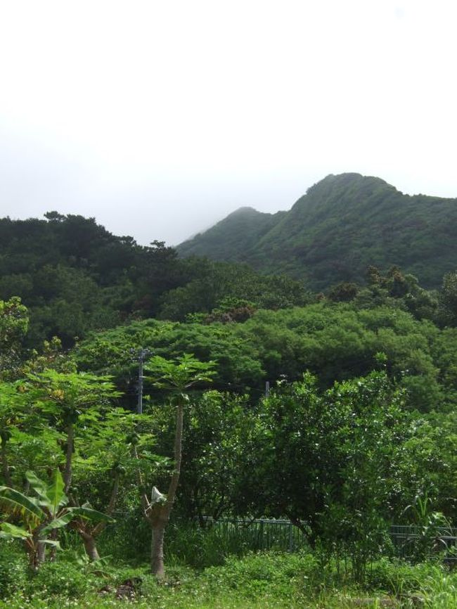 6月22日、母島に到着して2日目。23日は小笠原諸島最高峰の乳房山に登山。天気は山がガスッた状態だったが、視界が悪い分強い日差しが無くて助かった。<br />　湿度はあってちょっと歩くとすぐ汗が出た。でもおかげさまでいい登山が出来た。