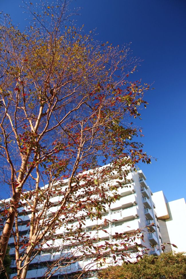 地元、川崎駅周辺に少し色付いた桜を見つけました。<br />この木は花が咲くのも早いのですが、紅葉も少し早いようです。<br />普段は気づかない場所もカメラを持って歩くといい公園が見つかるものですね。今日は青空がとても綺麗だったので撮ってきました。