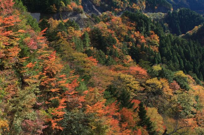 今年最初の紅葉は、昨年も訪れた高野山へ行ってきました。<br />高野山へ行く途中の高野龍神スカイラインでも紅葉を見ることが出来ました。<br />