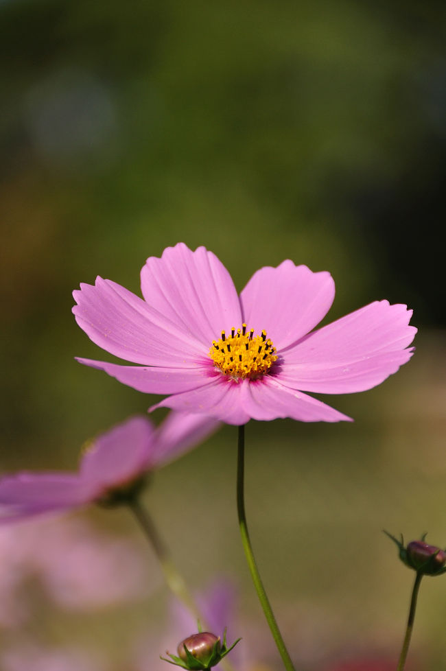 はじめての撮影会でその名も「花の美術館」へ行ってきました。<br />稲毛海岸に作られた広大な公園の中にあります。<br /><br />洋風な庭園と屋内の植物園には季節の花がいっぱい…でも、何しろ初めての写真教室なもので、コスモスだけで終わってしまった2時間でした。<br /><br /><br />花の美術館<br />千葉市美浜区高浜7−2−4<br />開館時間 9:30〜17:00<br />休館日 毎週月曜日<br />入館料 大人200円 小・中学生100円<br />http://floral-museum.jp/