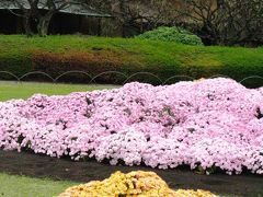 新宿御苑の菊花壇展　2/2☆大菊花壇は手綱植えで