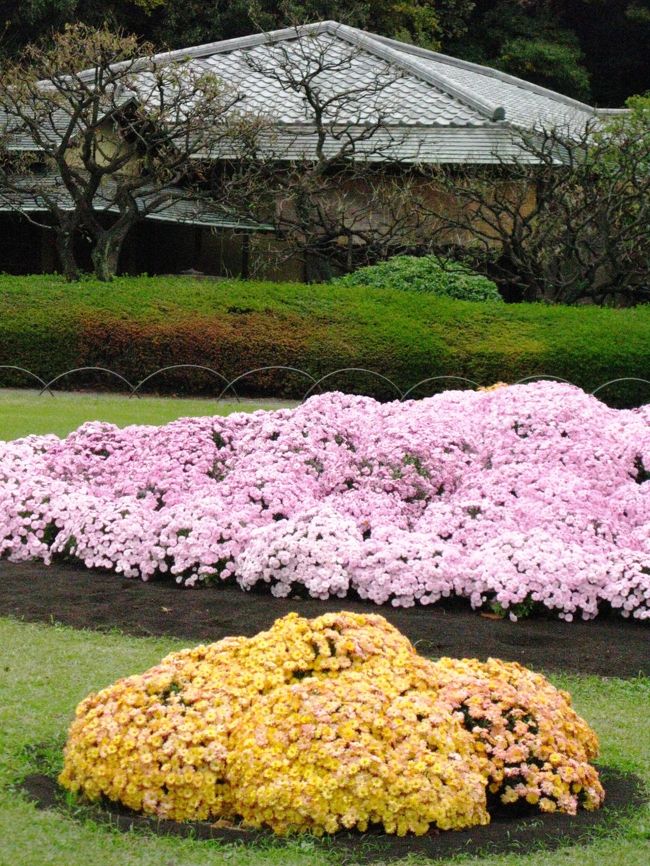 新宿御苑の日本庭園では毎年、11月1日から15日までの間、「菊花壇展」を 開催。回遊式の日本庭園内に上家（うわや）とよばれる建物を設け、特色あふれる花々を、独自の様式を基調に飾り付けたのが新宿御苑の菊花壇展の特徴。<br />明治元年(1868)に菊が皇室の紋章に定めら菊花壇展は、明治から大正にかけて赤坂の仮皇居で催された菊花拝観にゆかりのある展示会。当初はキクも赤坂離宮内で栽培していたが、明治37年から新宿御苑でキクの栽培が始まり、昭和4年からは観菊会も新宿御苑で行われるようになる。新宿御苑では明治37年(1904)より菊の栽培が始まり、現在に至っている。1年を通して丹精込めて咲かせた豪華で華麗な菊が楽しめる。<br />●開催期間：平成21年11／1〜11／15<br />●住所：東京都新宿区内藤町11（新宿御苑）<br /><br />新宿御苑の菊花壇展については・・<br />http://www.fng.or.jp/shinjuku/info/kiku/kikukadan.html<br /><br />