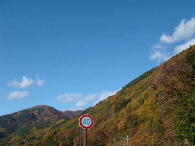 憧れの扉温泉｢明神館｣に行ってきました～<br /><br />ちょうど紅葉も見ごろで!!!素晴らしい景色も楽しめました。<br /><br />今回は途中少し休憩をしただけでほとんど観光はせず<br />旅館を満喫しました★<br /><br />まさに大人の旅!!!<br /><br />でもまた来たい!!と思ったところなので<br />次回ゆっくり観光もしてみたいと思います～