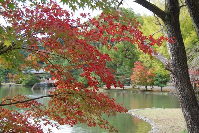 11月4日、いわき市にある需要家訪問の序に、願成寺・白水阿弥陀堂境域の浄土庭園を訪問した。<br />紅葉・黄葉は見頃を迎えつつあって美しかった。池の水面に映る紅葉はなんともいえない静寂美に包まれていた。<br />今回は浄土庭園の池の周りを散策し、紅葉を愛でながら、写真撮影を楽しんだ。<br /><br /><br />白水阿弥陀堂・・・説明文による<br /><br />国宝にも指定されている白水阿弥陀堂。<br />１１６０年、国主岩城則道の妻徳尼が夫の供養のために平泉の金色堂にならって建立したとされ、 平安後期に流行した阿弥陀堂建築の代表作でもあります。<br />お堂の優雅さ、浄土式庭園の美しさにも定評があり、庭園の雰囲気は平泉の毛越寺とよく似て います。<br />「白水」の名も平泉の「泉」を二字に分解したという説が伝えられています。<br /><br /><br /><br /><br /><br /><br />＊写真は色鮮やかな美しい紅葉