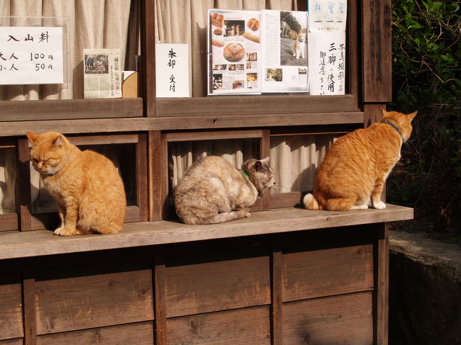 　浄妙寺に早く着いたら、閉まっています。猫たちが三々五々に集まってきて券売所の板に次々に飛び上がります。3匹で受付係り？いや、3匹揃って日向ぼっこです。のどかに鎌倉の一日がはじまります。