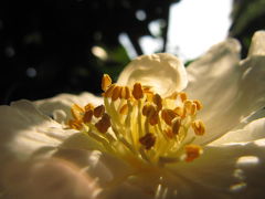 錦なす花の終わりの菊だより（3）コスモスやサザンカとの競演