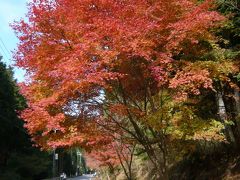 みたらい渓谷・洞川温泉　　遊歩道をあるく