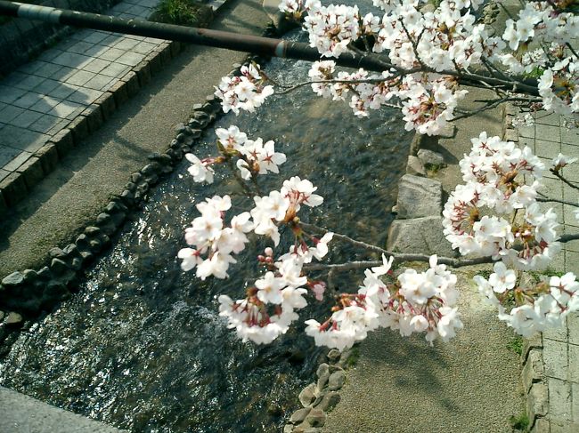 初めて行く［島根］。<br /><br />〔旅程〕　［松江］⇒［出雲大社］⇒［玉造温泉］一泊⇒［石見銀山］<br /><br />往復交通手段： ［米子空港］発着ＡＮＡ便（レンタカープラン付格安チケット）<br />現地交通手段： レンタカー