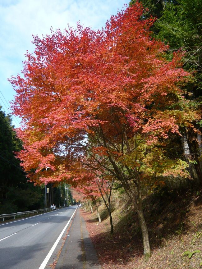 今年はまだ一度も紅葉らしい紅葉を見ていません。<br />ドライブがてら行ってみました。<br /><br />「もみじまつり」がちょうど開催されていました<br /><br />インターネットでは見ごろとのことでしたが、<br />全体的に落葉多く、終わりかけ、という感じでした。<br /><br /><br />遊歩道は全長約7300m。御手洗（みたらい）橋周辺が<br />みどころで、その橋より上流500mくらいが階段多く、<br />お年寄りには少し苦労かもしれませんが、それ以外の<br />ところは、全体的によく整備されていて歩きやすかったです。<br /><br />