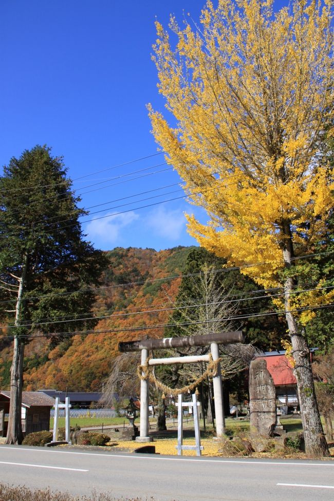 ■今年もせせらぎ街道にやってきました。<br />いつもと変わらぬみごとな黄葉風景を堪能してきました。