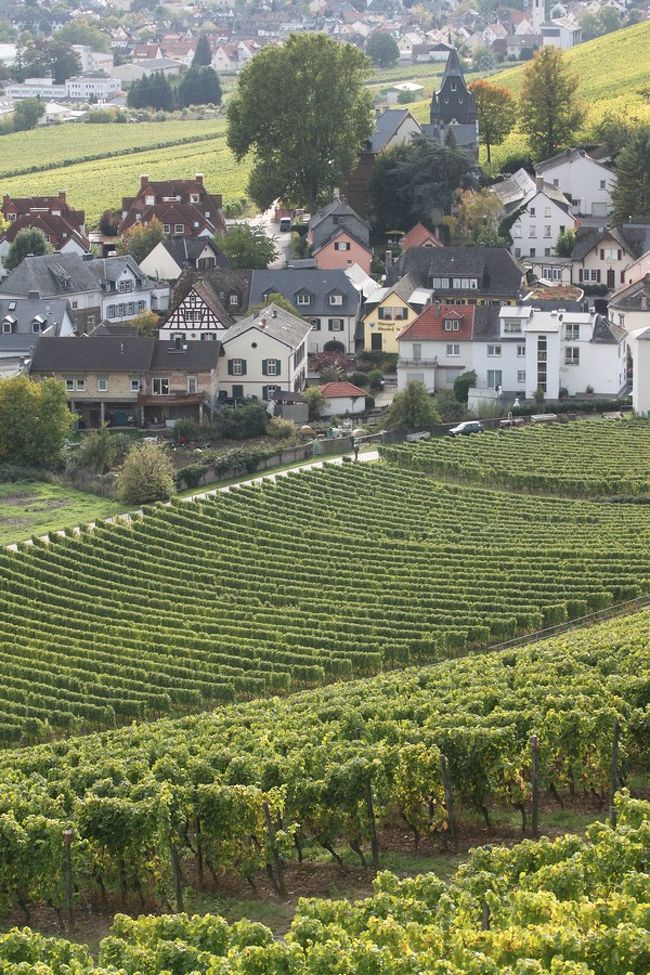 以前、「きらめく、ラインガウの小さな村々」という旅行記http://4travel.jp/traveler/lopear/album/10360021/で、各ワイン醸造所の村々の魅力をアップしましたが、晩秋においても、多くのドイツ人は、ワインを求めて醸造所を巡ります。私共がワインを買いに行った時の様子を纏めてみました。<br />