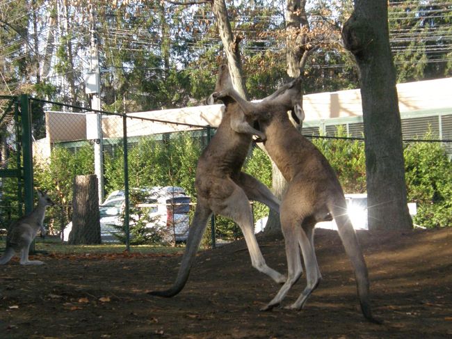 苫小牧から札幌へ移動<br /><br />夜はジンギスカン。<br /><br />翌日は円山動物園へ行ってから帰宅です。