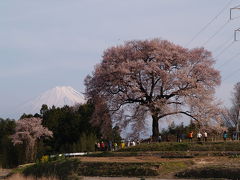 王仁（ワニ）塚の桜